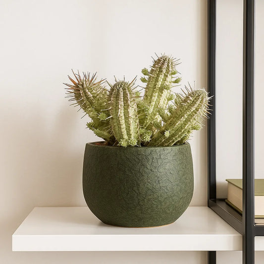 Euphorbia Variegated Acrurensis Cactus House Plant in 13cm Pot