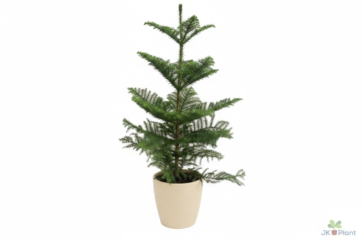 80 - 100cm Norfolk Pine Christmas Tree Araucaria Heterophylla 21cm Pot House Plant
