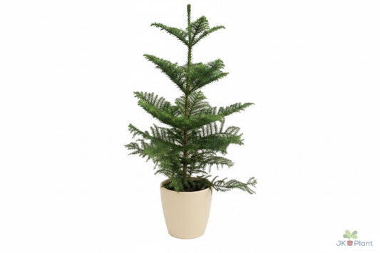 80 - 100cm Norfolk Pine Christmas Tree Araucaria Heterophylla 21cm Pot House Plant
