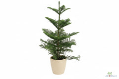 80 - 100cm Norfolk Pine Christmas Tree Araucaria Heterophylla 21cm Pot House Plant
