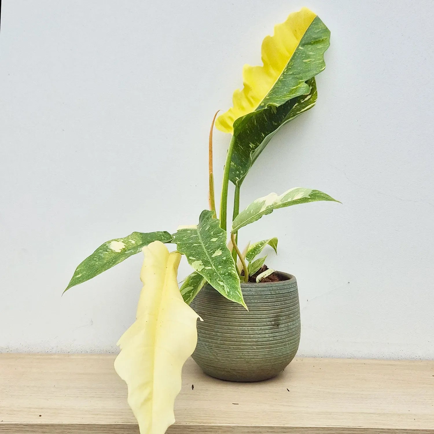 philodendron ring of fire vs caramel marble Extra Variegated Philodendron Ring of Fire Plant (Choose Your Own Plan – Plants For All Seasons