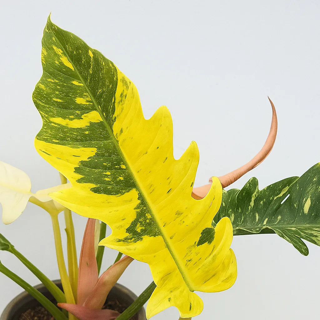 Extra Variegated Philodendron Ring of Fire Plant (Choose Your Own Plant)