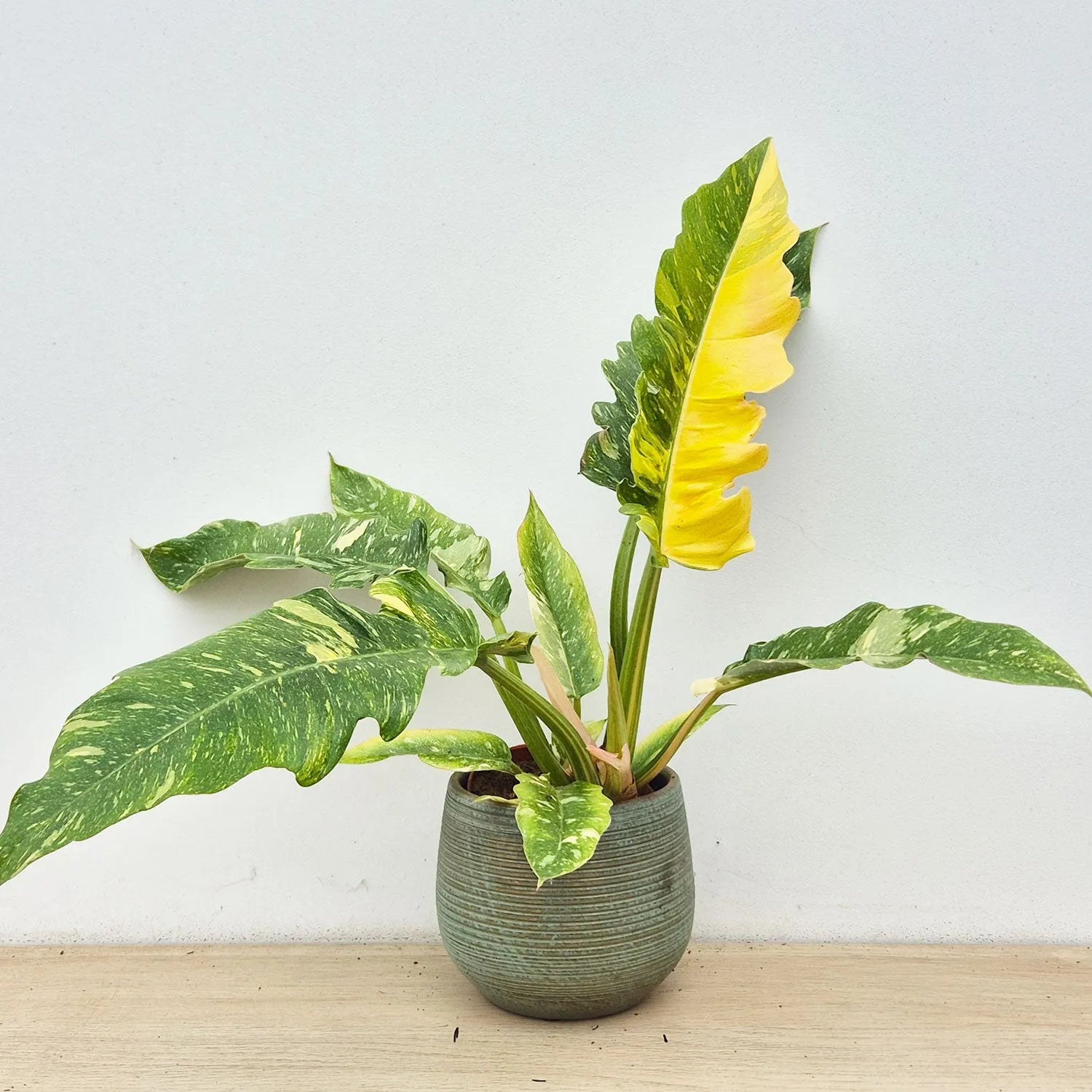 Extra Variegated Philodendron Ring of Fire Plant (Choose Your Own Plant)