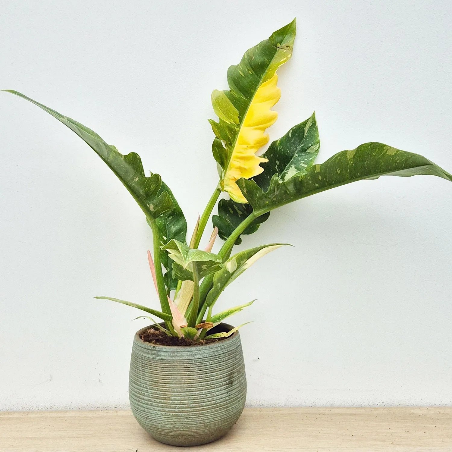 Extra Variegated Philodendron Ring of Fire Plant (Choose Your Own Plant)