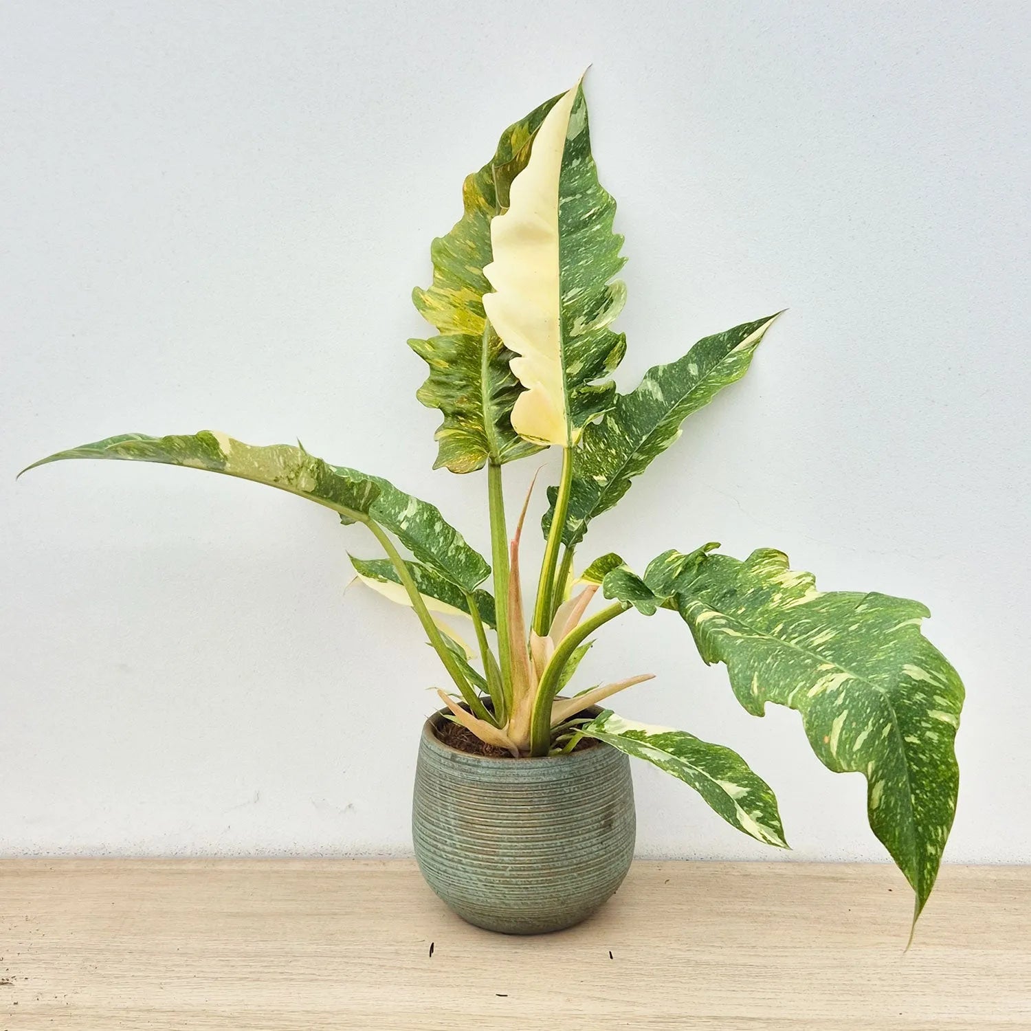 Extra Variegated Philodendron Ring of Fire Plant (Choose Your Own Plant)