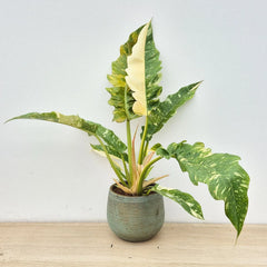 Extra Variegated Philodendron Ring of Fire Plant (Choose Your Own Plant)