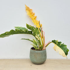 Extra Variegated Philodendron Ring of Fire Plant (Choose Your Own Plant)