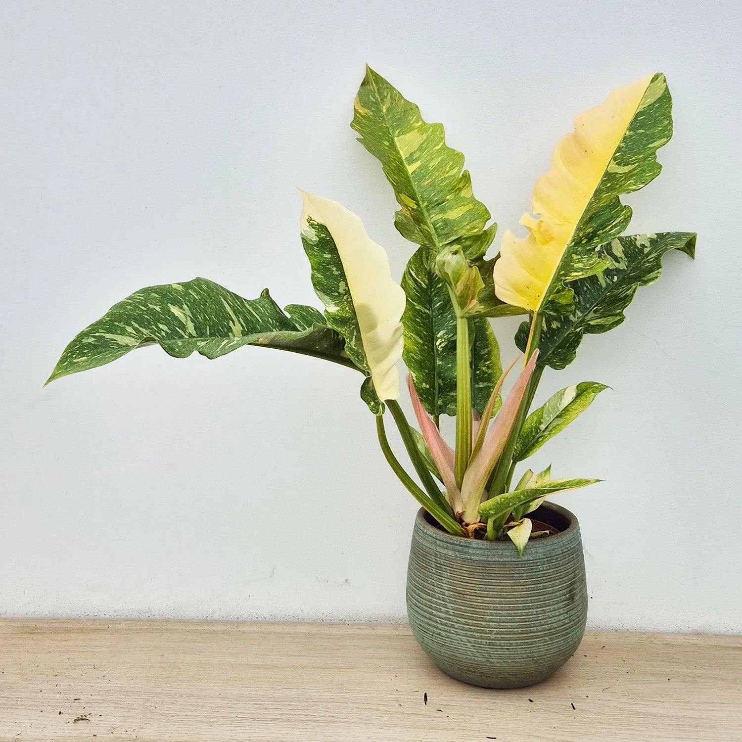 philodendron narrow ring of fire Extra Variegated Philodendron Ring of Fire Plant (Choose Your Own Plan – Plants For All Seasons