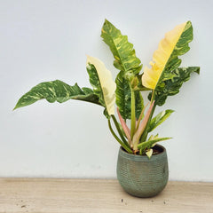 Extra Variegated Philodendron Ring of Fire Plant (Choose Your Own Plant)