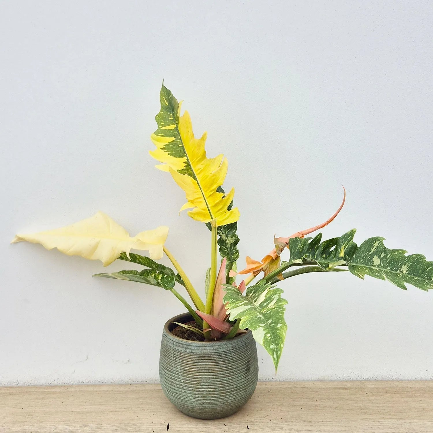 ring of fire philodendron variegated Extra Variegated Philodendron Ring of Fire Plant (Choose Your Own Plan – Plants For All Seasons