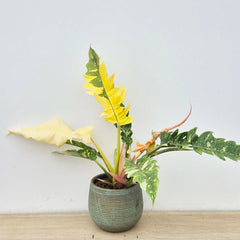 Extra Variegated Philodendron Ring of Fire Plant (Choose Your Own Plant)