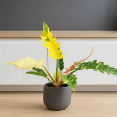 Extra Variegated Philodendron Ring of Fire Plant (Choose Your Own Plant)