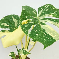 Extra Variegated Thai Constellation Monstera Cheese Plant (Choose Your Own Plant)