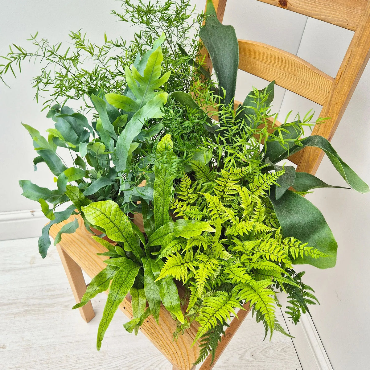 Fern Houseplant Collection (5 Plants)