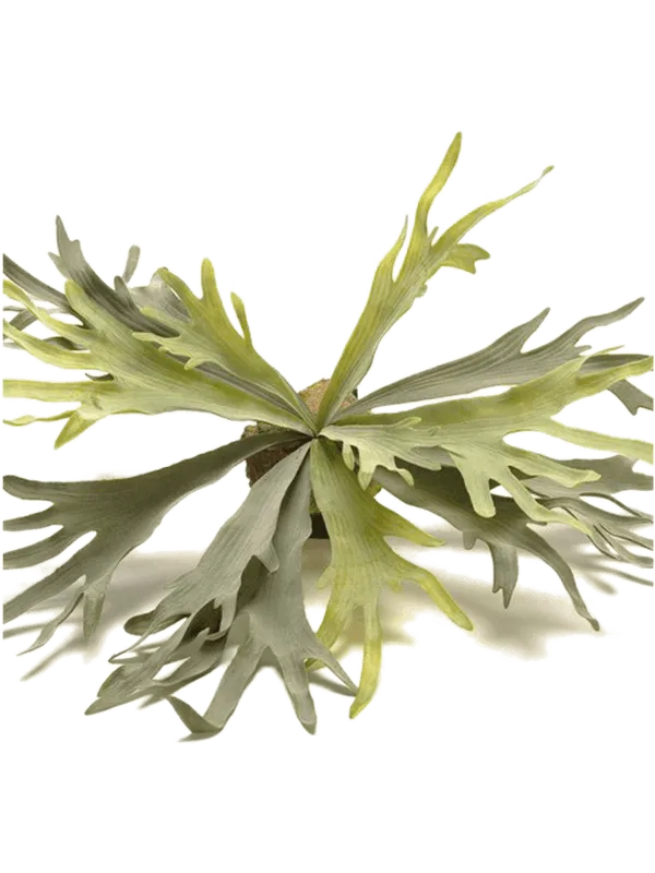 Fern Staghorn Artificial Plant Premium Faux 48cm Height