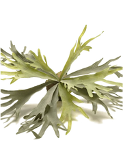 Fern Staghorn Artificial Plant Premium Faux 48cm Height