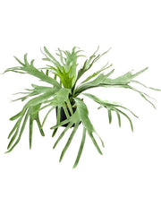 Fern Staghorn Artificial Plant Premium Faux 60cm Height