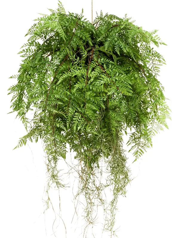 Fern with roots Artificial Plant Premium Faux 55cm Height