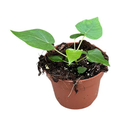 10 - 15cm Ficus Petiolaris House Plant 10,5 cm Pot