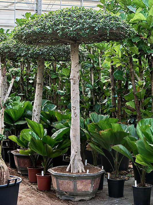 220 - 240cm Ficus microcarpa 'Compacta' XXL 80cm Pot House Plant