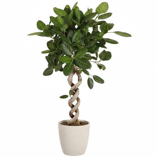 140 - 160cm Ficus Benghalensis Audrey with Twisted Stem Rubber Plant 32cm Pot House Plant