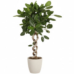 140 - 160cm Ficus Benghalensis Audrey with Twisted Stem Rubber Plant 32cm Pot House Plant