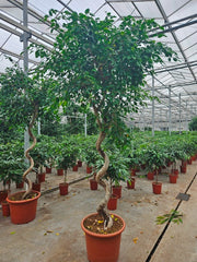 290 - 320cm XXL Ficus Exotica 60cm Pot House Plant