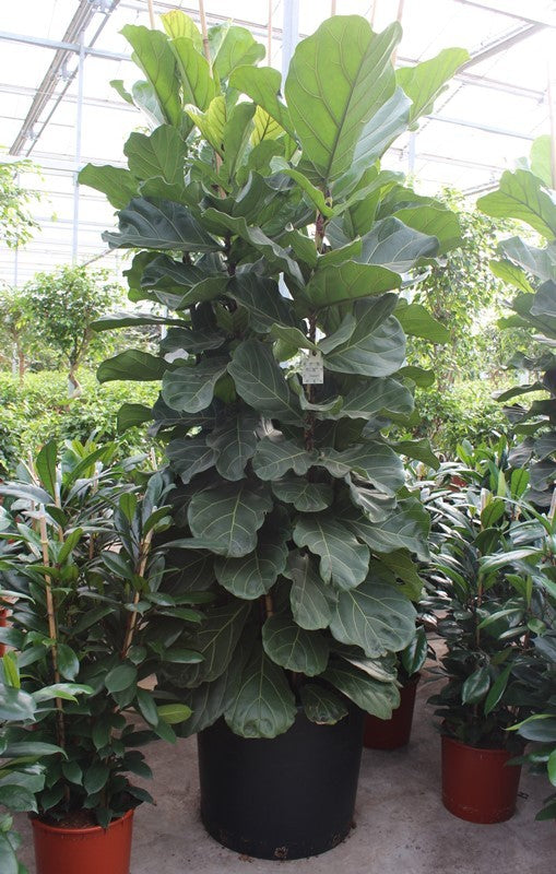 260 - 300cm XXL Ficus Lyrata 70cm Pot House Plant