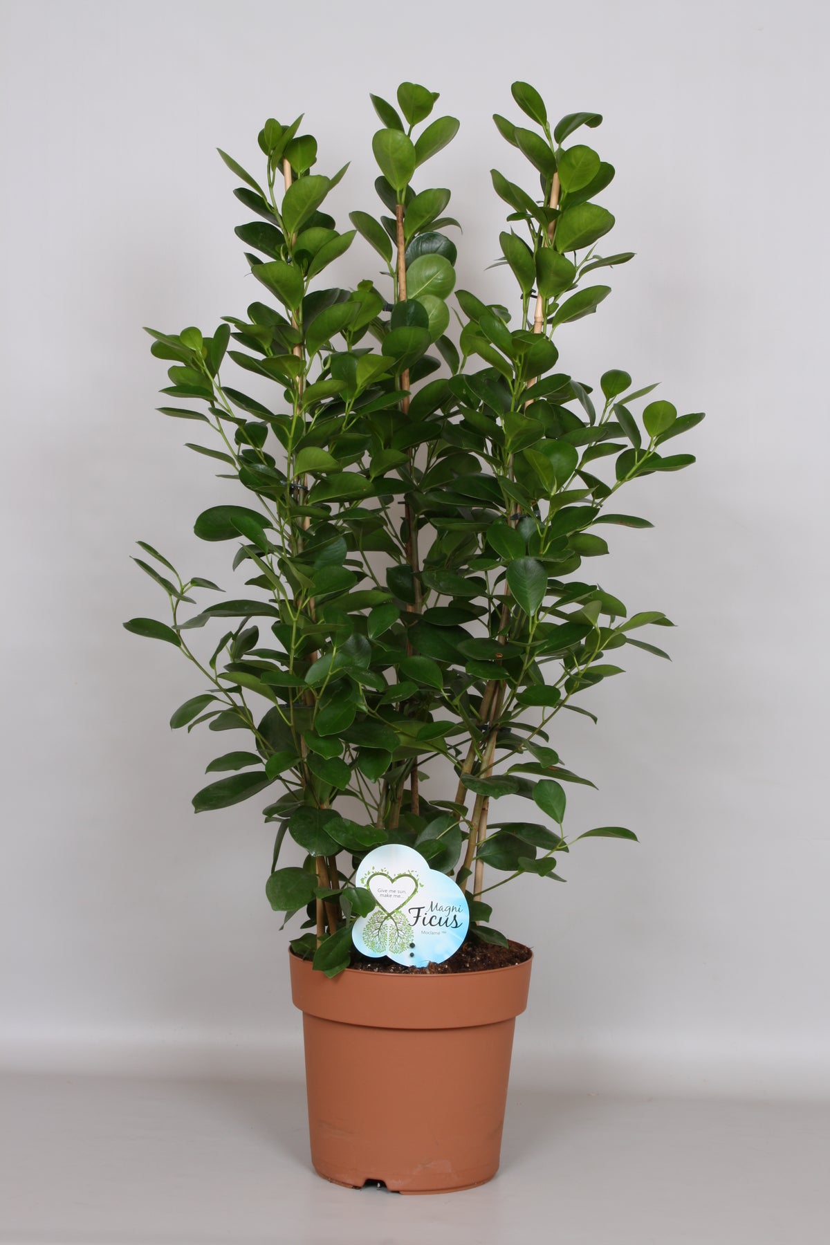 90 - 100cm Ficus Microcarpa Moclame 3 Stem Rubber Plant 24cm Pot House Plant