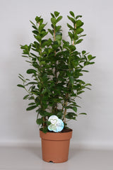90 - 100cm Ficus Microcarpa Moclame 3 Stem Rubber Plant 24cm Pot House Plant