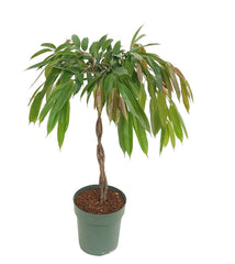 120 - 140cm Ficus  Amstel King Rubber Plant 27cm Pot House Plant