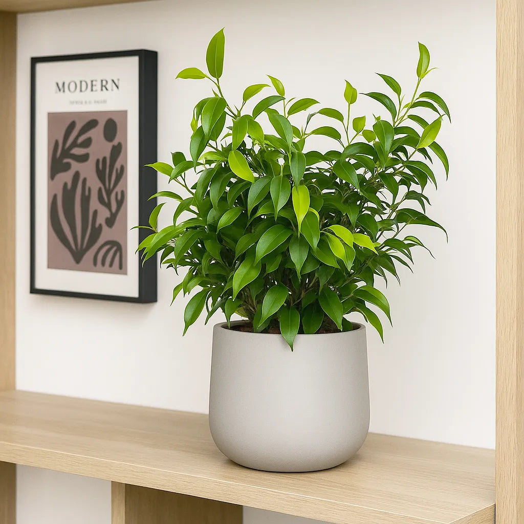 Ficus Benjamina 12cm Pot House Plant