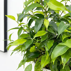 Ficus Benjamina 12cm Pot House Plant