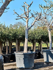 Ficus Carica (220-280) 75cm Pot 250cm Height Outdoor Tree