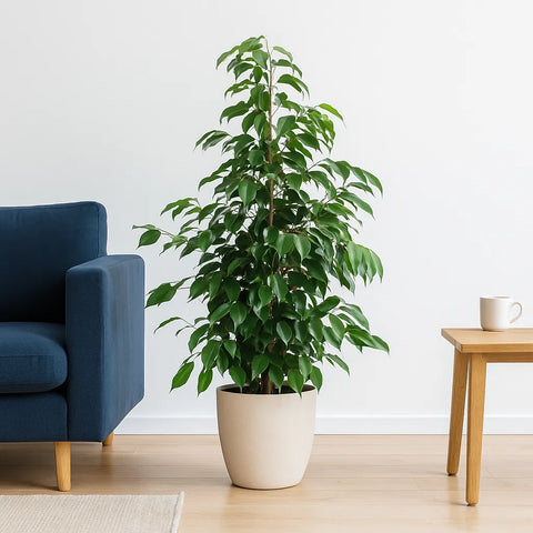 rubber fig house plant Ficus Danielle Rubber Plant House Plant – Plants For All Seasons