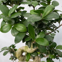 Ficus Ginseng Bonsai S Type House Plant