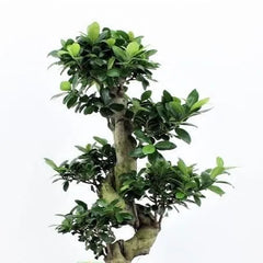 Ficus Ginseng Bonsai S Type House Plant