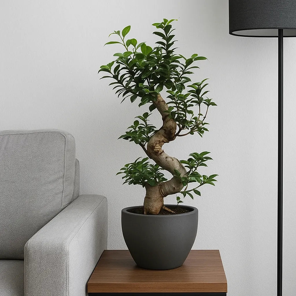 Ficus Ginseng Bonsai S Type House Plant