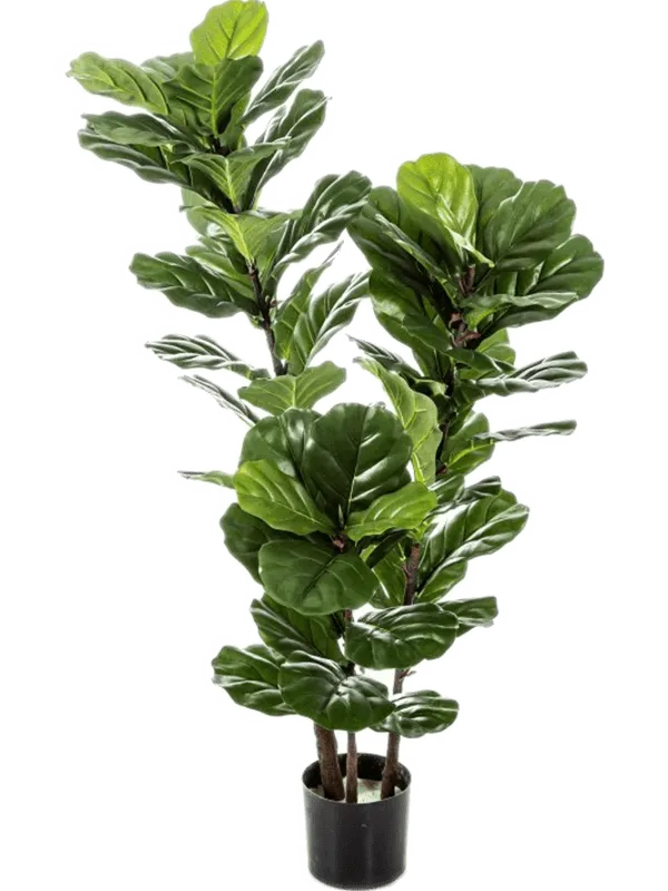 Ficus Lyrata Artificial Plant Premium Faux 130cm Height
