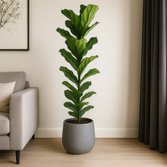Ficus Lyrata Fiddle Leaf Fig House Plant