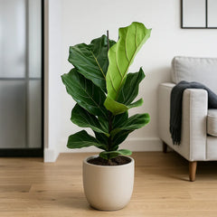 Ficus Lyrata Fiddle Leaf Fig House Plant