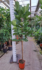 Ficus Lyrata Standard Tree Fiddle Leaf Fig House Plant