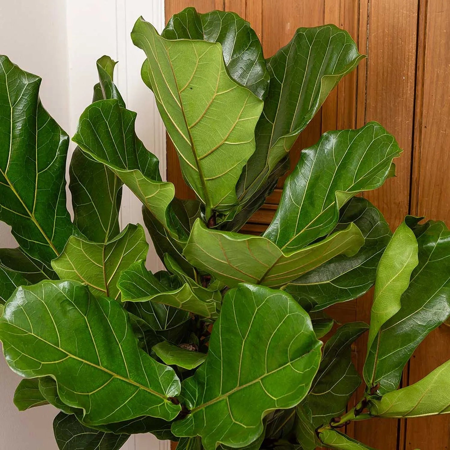 fiddle leaf fig tree for sale uk Ficus Lyrata Standard Tree Fiddle Leaf Fig House Plant – Plants For All Seasons