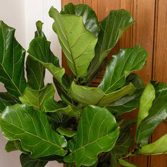 Ficus Lyrata Standard Tree Fiddle Leaf Fig House Plant