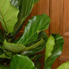 Ficus Lyrata Standard Tree Fiddle Leaf Fig House Plant