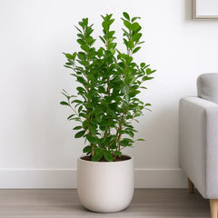 Ficus Microcarpa Moclame 3 Stem Rubber Plant House Plant