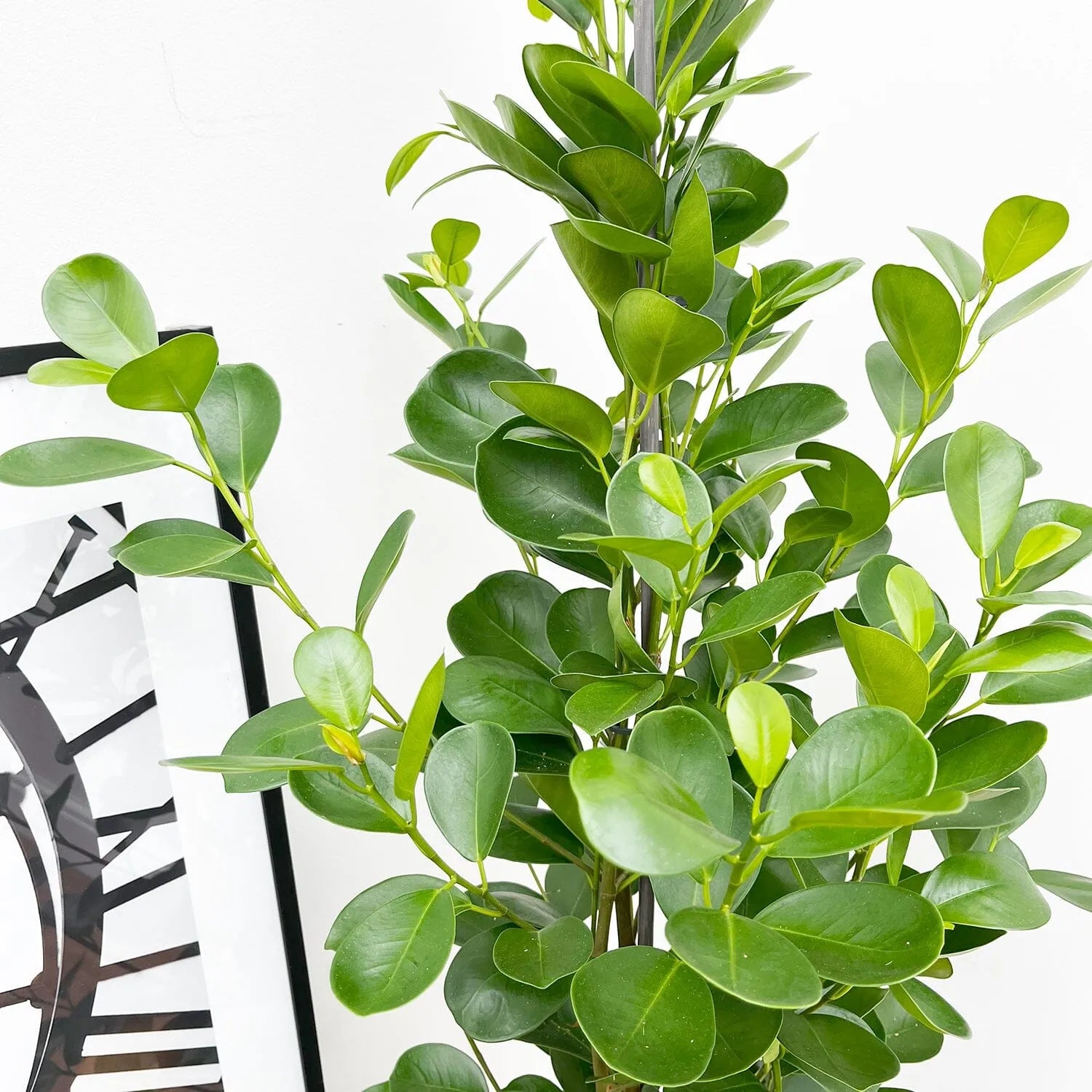 Ficus Microcarpa Moclame 3 Stem Rubber Plant House Plant