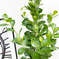 Ficus Microcarpa Moclame 3 Stem Rubber Plant House Plant