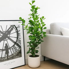 Ficus Microcarpa Moclame 3 Stem Rubber Plant House Plant