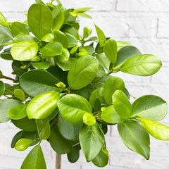 Ficus Microcarpa Moclame Tree Rubber Plant House Plant